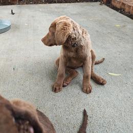 Nahiri - Brown female Chesapeake Bay Retriever puppy in Soap Lake, Washington from Desert Oasis Kennels