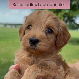 Girl 2  ''Nala'' - Red female Australian Labradoodle puppy in Waco, Texas from RainPuddle's Labradoodles