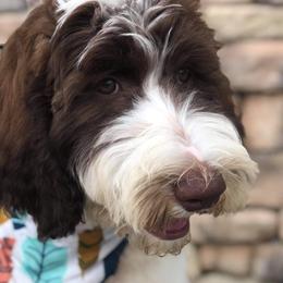 Jaz  - Goldendoodle
