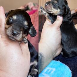 Jase - Black and cream male Dachshund puppy in Hornbeck, Louisiana from A&Z Mini Dachshunds