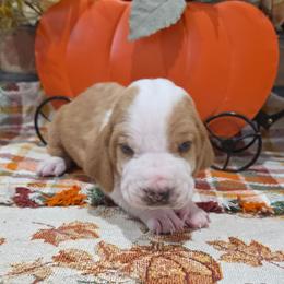 Cash - Red and white male Basset Hound puppy in Bellaire, Ohio from Blessed Bassets