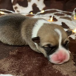 Chubs - Red male Pembroke Welsh Corgi puppy in Fayetteville, Tennessee from Sulphur Springs Corgis