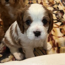 Charlie - Blenheim male Cavalier King Charles Spaniel puppy in Mc Louth, Kansas from Harmony Valley Cavaliers & Havanese
