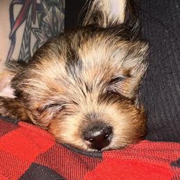 Lord Licorice - Chocolate and tan male Yorkshire Terrier puppy in Puyallup, Washington from Majestic Mtn Pups