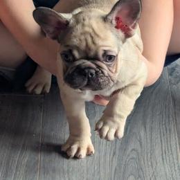 Molly - Fawn female French Bulldog puppy in Hollow Rock, Tennessee from Cedarhills