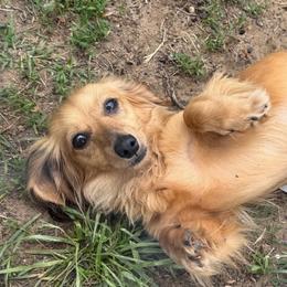 Phoebe - Dachshund