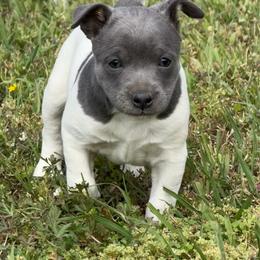Girl 2 - White and blue female Rat Terrier puppy in Bee Branch, Arkansas from Rust Creek