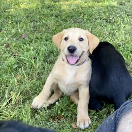 Jack Russell Terrier and Labrador Retriever Puppies from Canine Assist