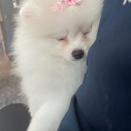 Pomeranian Puppies from POMERLAND exotic Pomeranians of Orlando