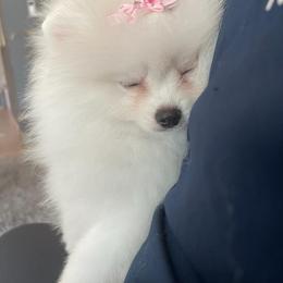 Pomeranian Puppies from POMERLAND exotic Pomeranians of Orlando
