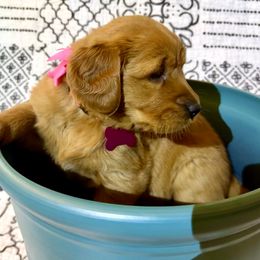 Golden Retriever and Labrador Retriever Puppies from All Around Retrievers