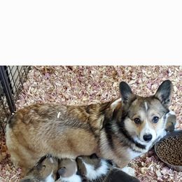 Pembroke Welsh Corgi All Grown Up from Pine Lawn Corgis
