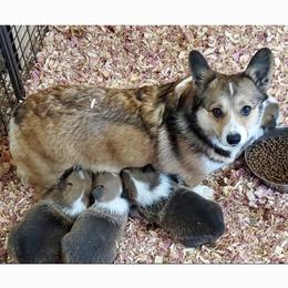 Pembroke Welsh Corgi All Grown Up from Pine Lawn Corgis