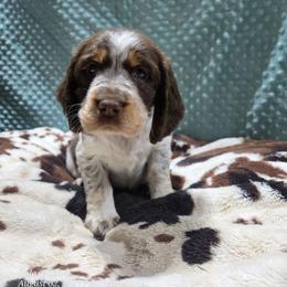 Girl 4 Cherry - Liver white and tan female English Springer Spaniel puppy in Saginaw, Michigan from Kemerer Springers