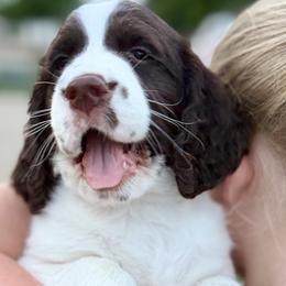 Meadow - White and liver male English Springer Spaniel puppy in Tea, South Dakota from Mindy's English Springer Spaniels
