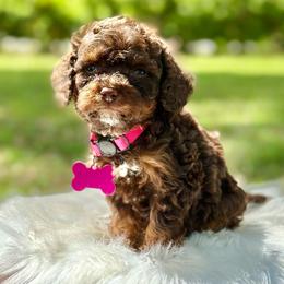 Misty - Merle female Cockapoo puppy in Palm Beach County, Florida from Benji’s Cockapoos