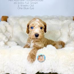 Marina - Apricot female Double Doodle puppy in Southwest Ranches, Florida from Dandy Doodle Ranch
