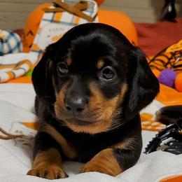 Freddy - Black and tan Dachshund puppy in Jesup, Georgia from Brotts Fur Babies