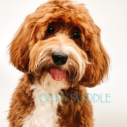 Brees  - Goldendoodle