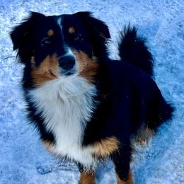 Sunapee - Australian Shepherd