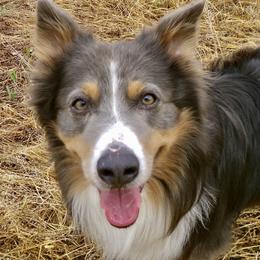 Gun - Australian Shepherd