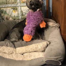 Standard Schnauzer Puppies from Stahlkrieger Standard Schnauzers