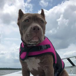American Bullies from NBTB Minnesota