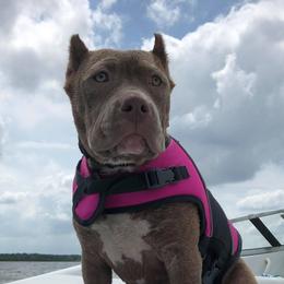 American Bullies from NBTB Minnesota