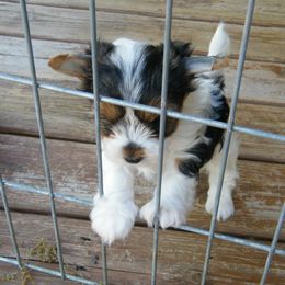 girl 1 - Biewer Terrier puppy in Port Huron, Michigan from Moonlight Yorkies and Biewer Terriers