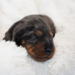 Boy 1 - Dapple male Dachshund puppy in Graham, North Carolina from PriMar Miniature Longhaired Dachshunds