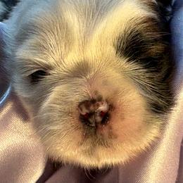 Girl 2 Duchess - Red and white female Shih Tzu puppy in Madras, Oregon from Maridee’s ShihTzu