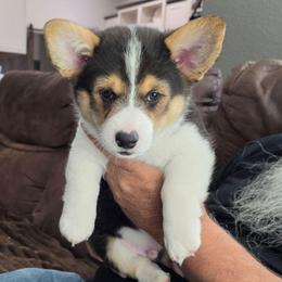 Rumble (Lime collar) - Black and tan male Pembroke Welsh Corgi puppy in Sun City, Arizona from Dash'n Corgis of AZ