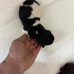 Newfoundland Puppies from Amanda Robinson