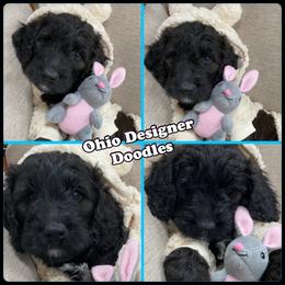 Double Doodle and Goldendoodle Puppies from Ohio Designer Doodles
