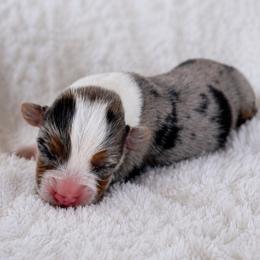 Boy 1 - Blue male Pembroke Welsh Corgi puppy in Beggs, Oklahoma from Blue Diamond Corgi’s