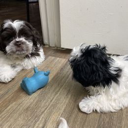 Shih Tzu Puppies from TACG