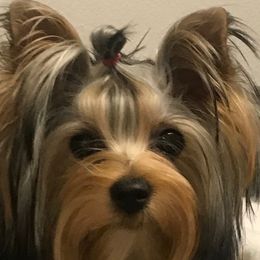 Yorkshire Terrier Puppies from Bricriu Kennels, Reg.