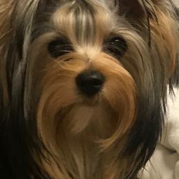 Yorkshire Terrier Puppies from Bricriu Kennels, Reg.