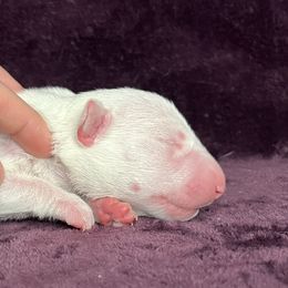 Frosty - White male Bull Terrier puppy in Sprauge, Washington from Mark My Words Bull Terriers