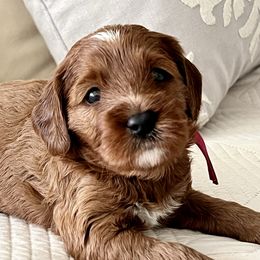 Autum- Female - Red  female Goldendoodle puppy in Apopka, Florida from The Classic Doodle