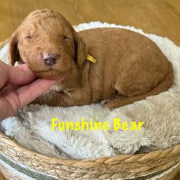 Funshine Bear- Yellow Collar - Red  male Goldendoodle puppy in Bay City, Texas from Charming Doods Goldendoodles