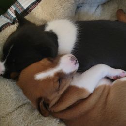 Basenji Puppies from Maererano Basenjis