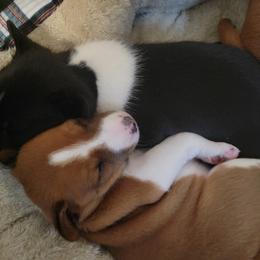 Basenji Puppies from Maererano Basenjis