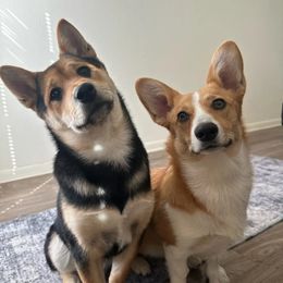 Pug and Shiba Inu Puppies from khshibas-khpugs