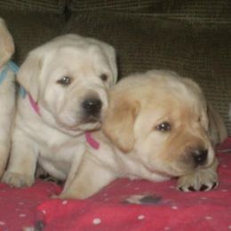 Labrador Retriever Puppies from Lorlyn Labradors