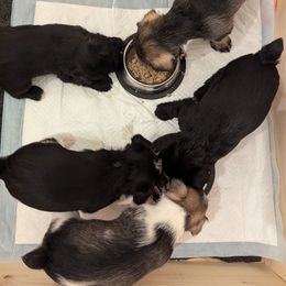 Miniature Schnauzer Puppies from Mississippi Mini Schnauzers