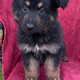 Female 3 - Black and tan female German Shepherd puppy in Allentown, Pennsylvania from VMH Shepherds