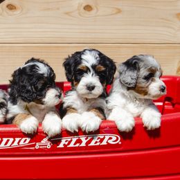 Bernedoodles and Goldendoodles from Rockin R Doodles