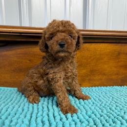 Maple - Red  female Poodle puppy in Lawrenceburg, Tennessee from LUV Poodles and Maltipoos