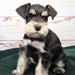 Miniature Schnauzer Puppies from Halo Schnauzer